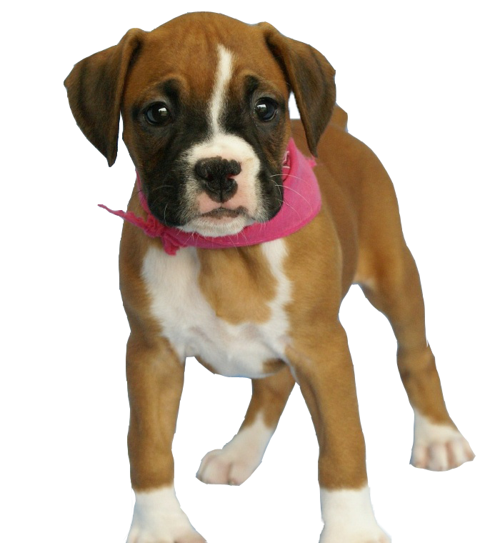 Boxer Dog PNG HD - 125311