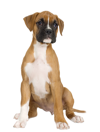 Boxer Dog PNG HD - 125309