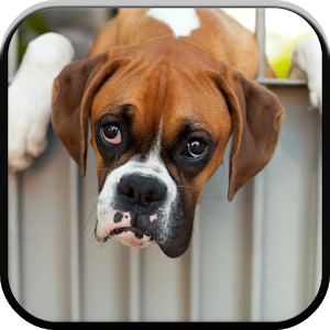 Boxer Dog PNG HD - 125315