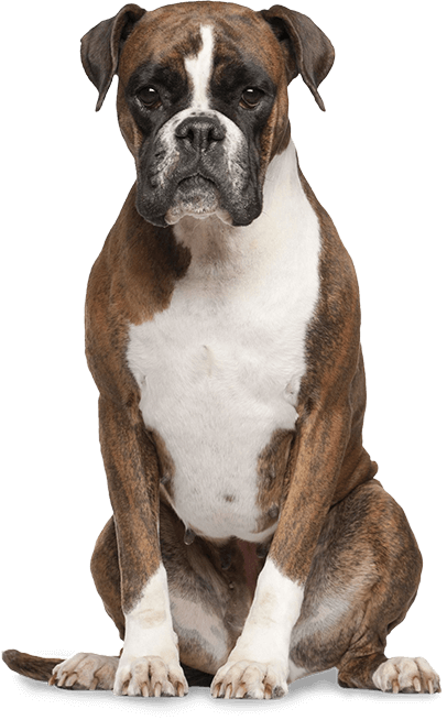 Boxer Dog PNG HD - 125305
