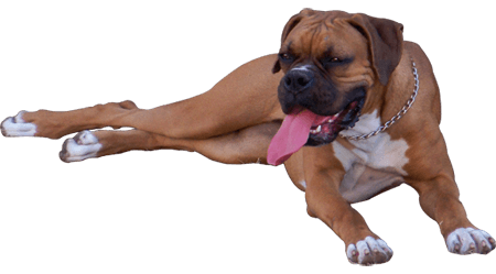 Boxer Dog PNG HD-PlusPNG.com-