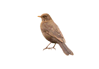 Sparrow PNG - 2975