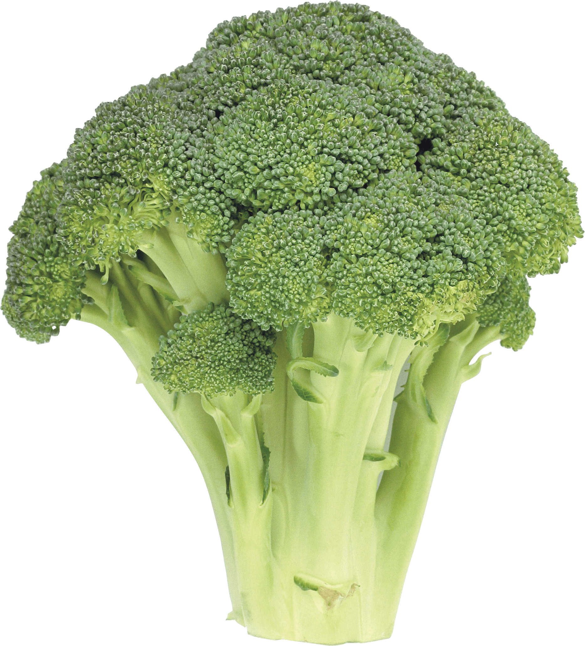 Broccoli PNG - 27767