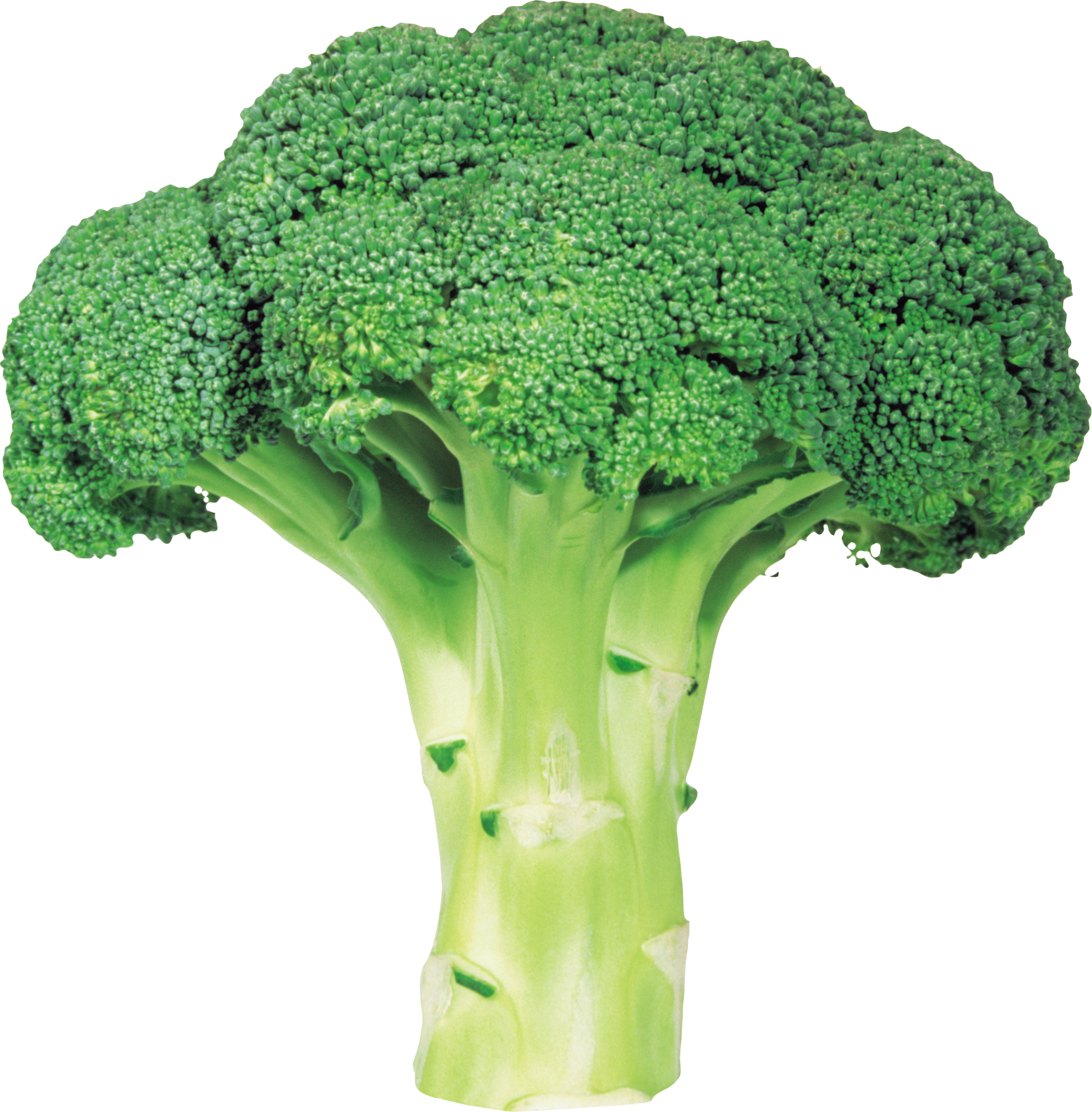 Broccoli PNG - 8012