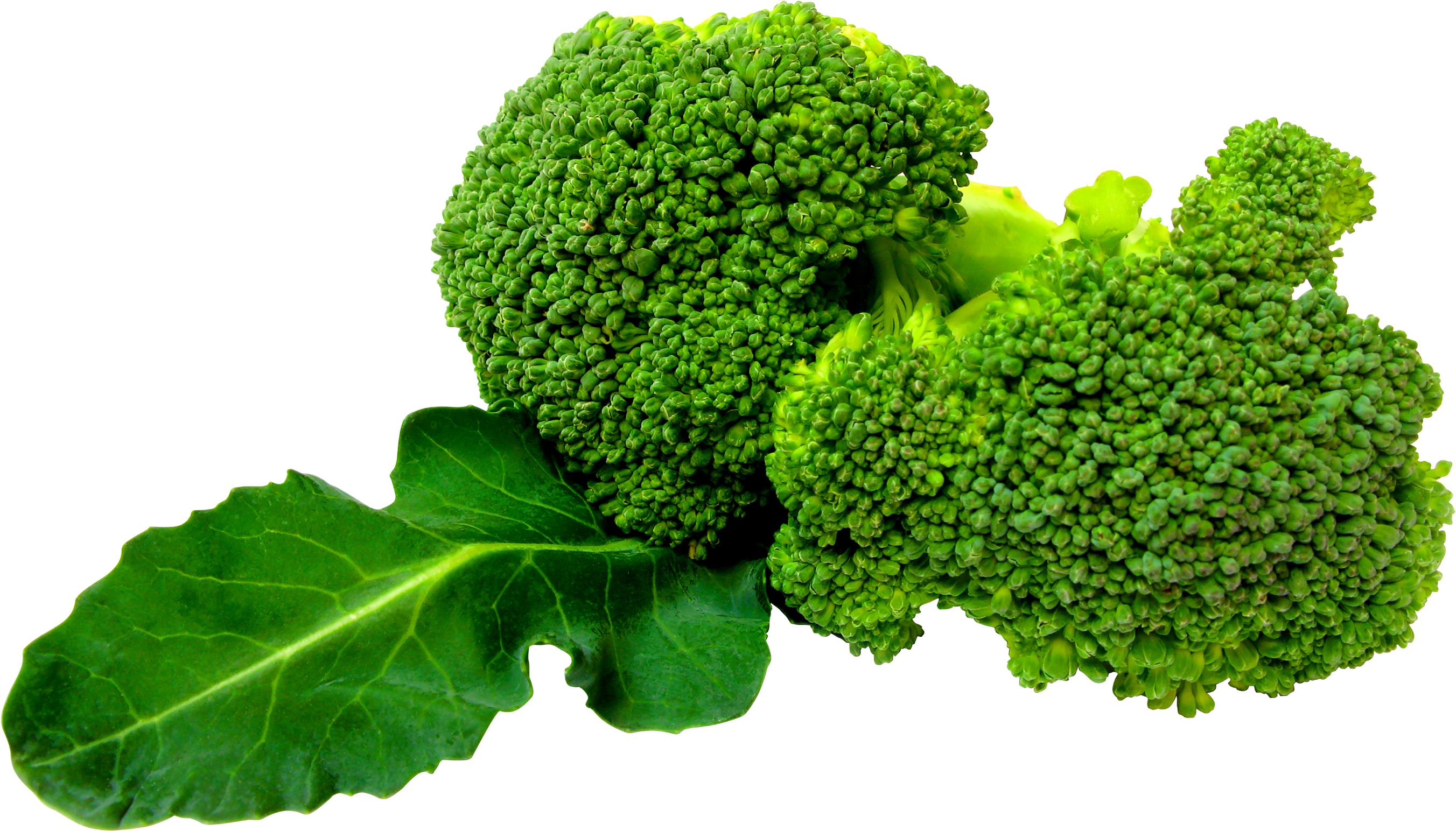 Broccoli PNG Photos