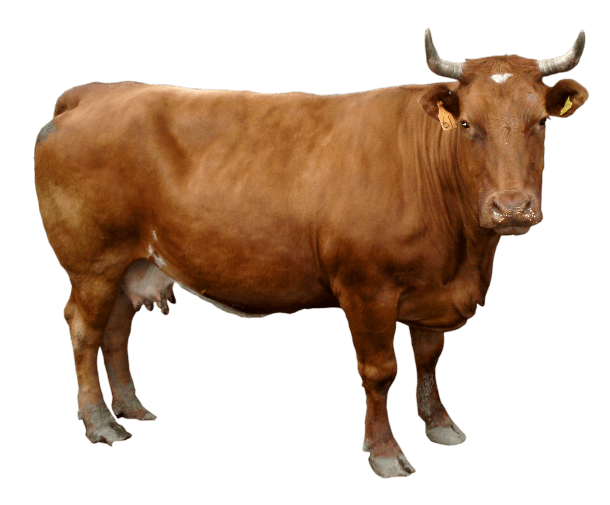 Brown Cow PNG - 154105