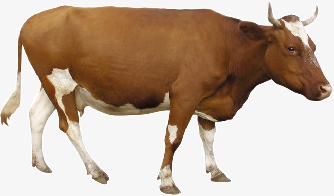 Brown Cow PNG - 154107