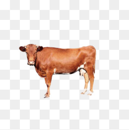 Brown Cow PNG - 154110