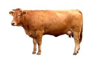 Brown Cow PNG - 154120