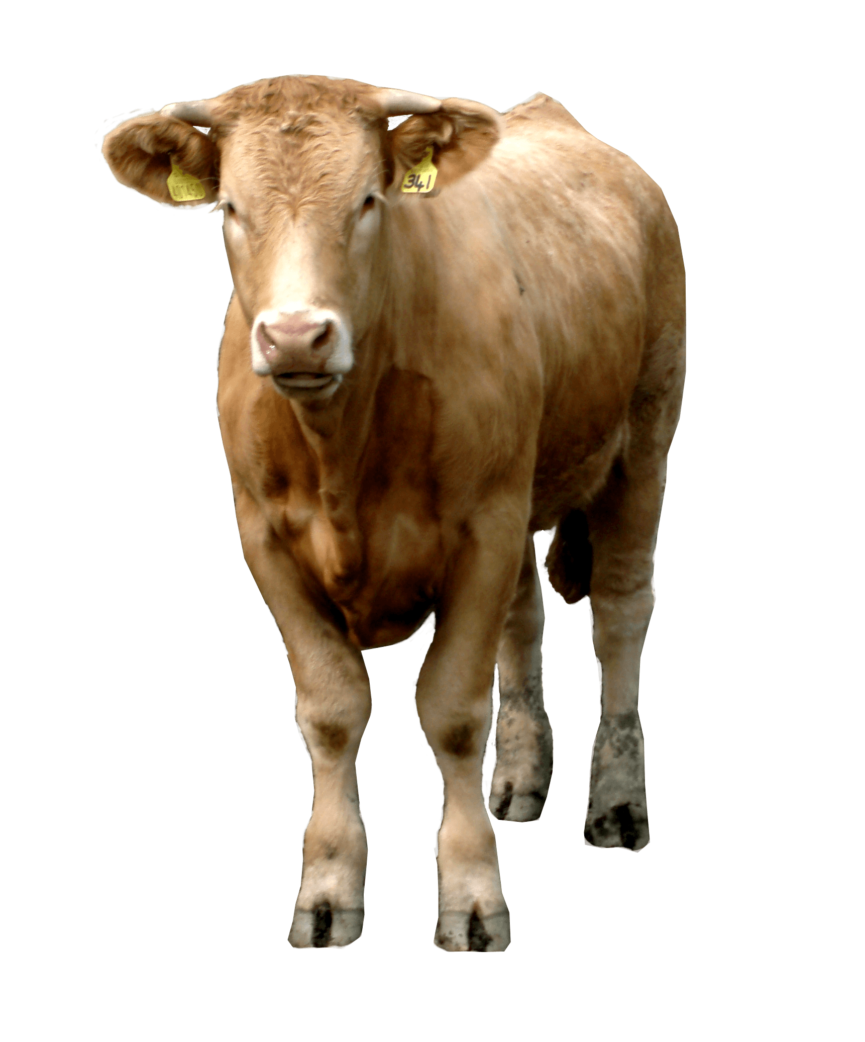 Brown Cow PNG - 154108