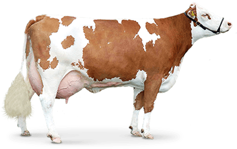 Brown Cow PNG - 154106