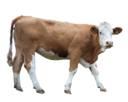 Brown Cow PNG - 154122