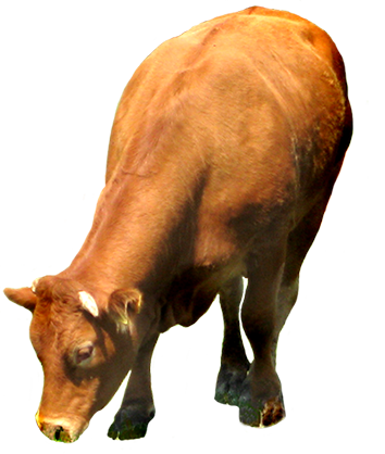 Brown Cow PNG - 154118