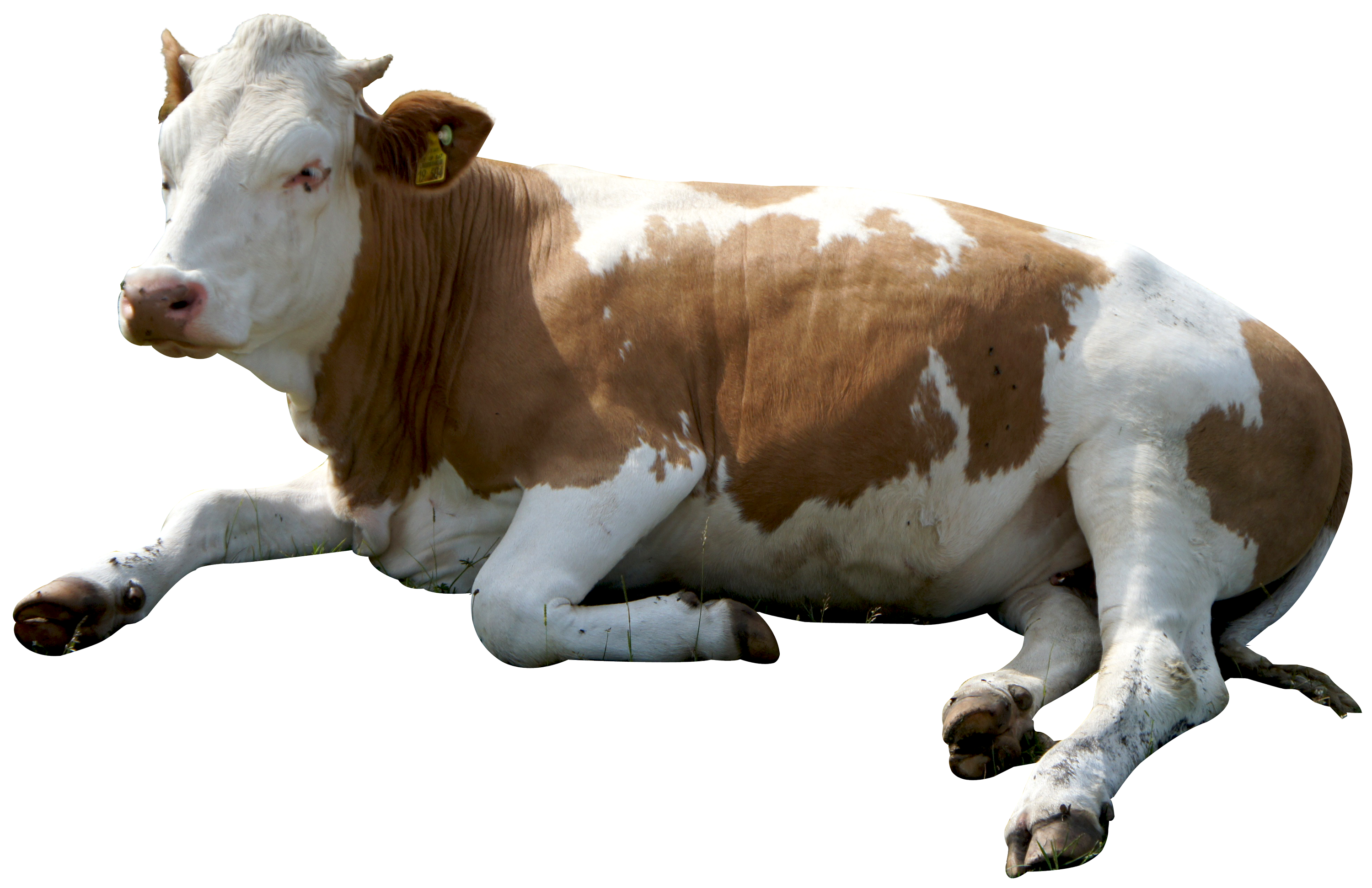 Brown Cow PNG - 154114