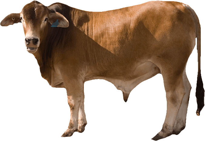 Brown Cow PNG - 154109