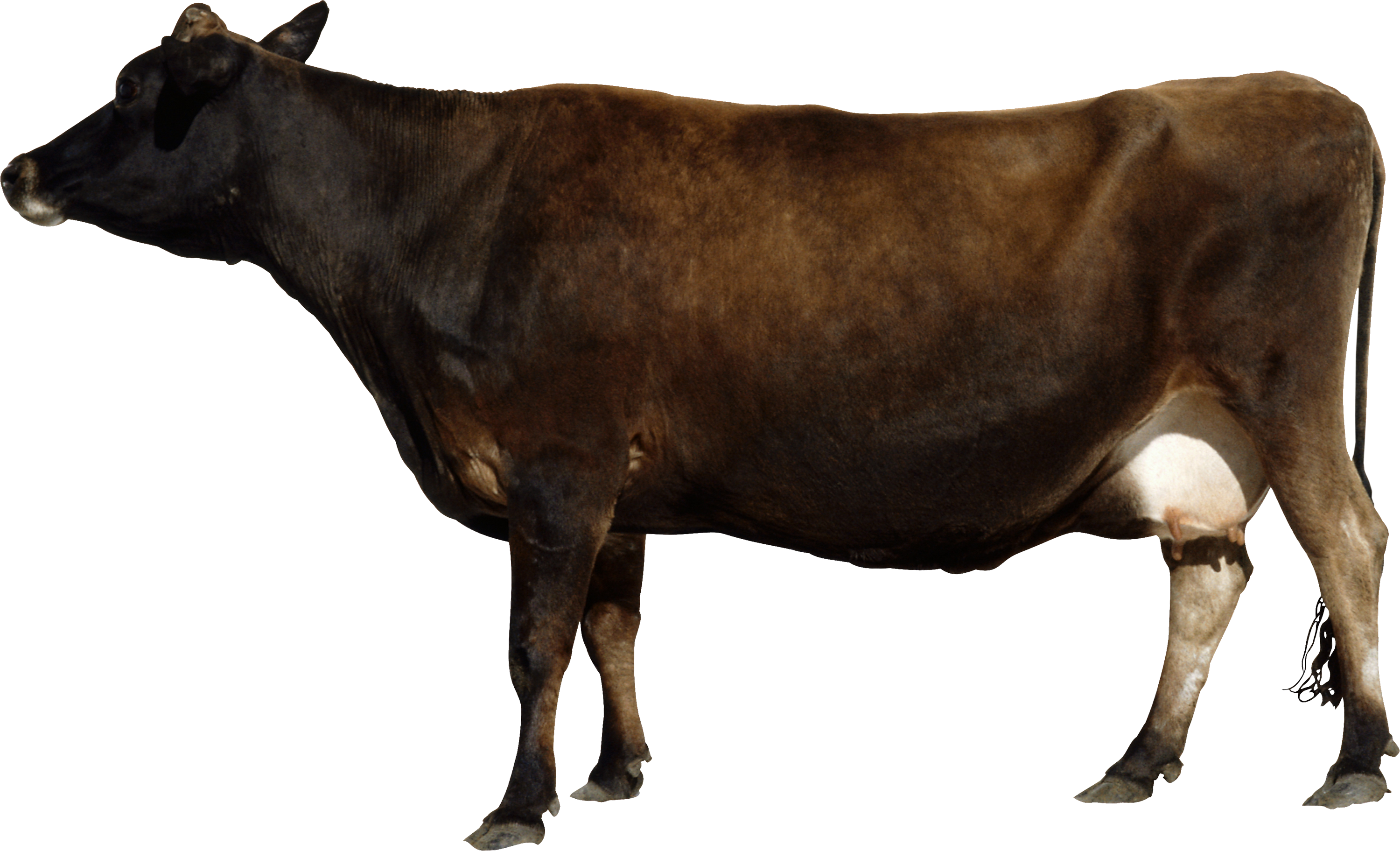 Brown Cow PNG - 154112