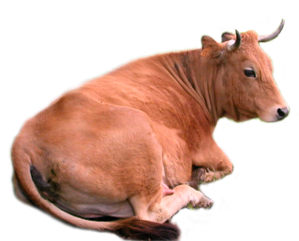 Brown Cow PNG - 154119