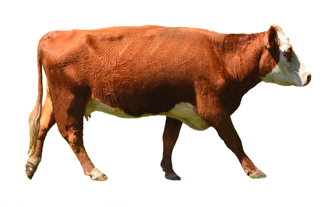 Brown Cow PNG - 154111