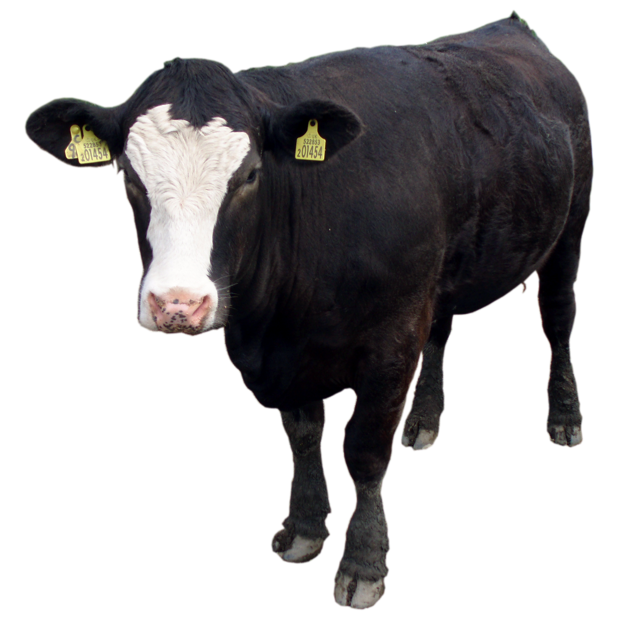 Brown Cow PNG - 154124