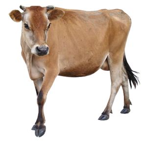 Brown Cow PNG - 154125