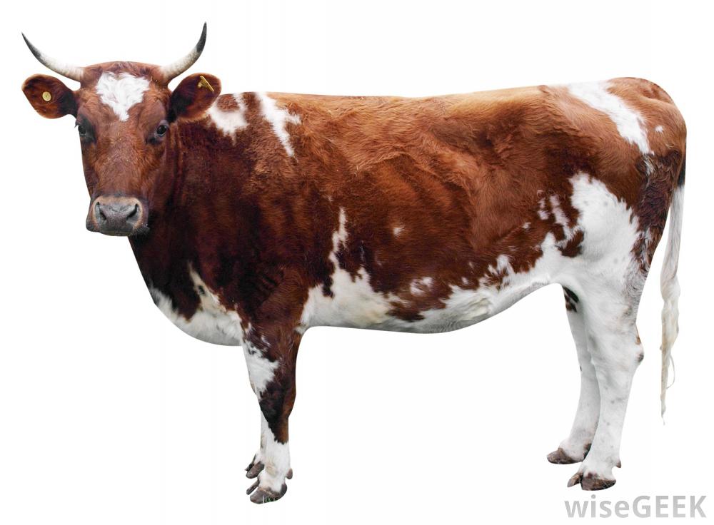 Brown Cow PNG - 154121