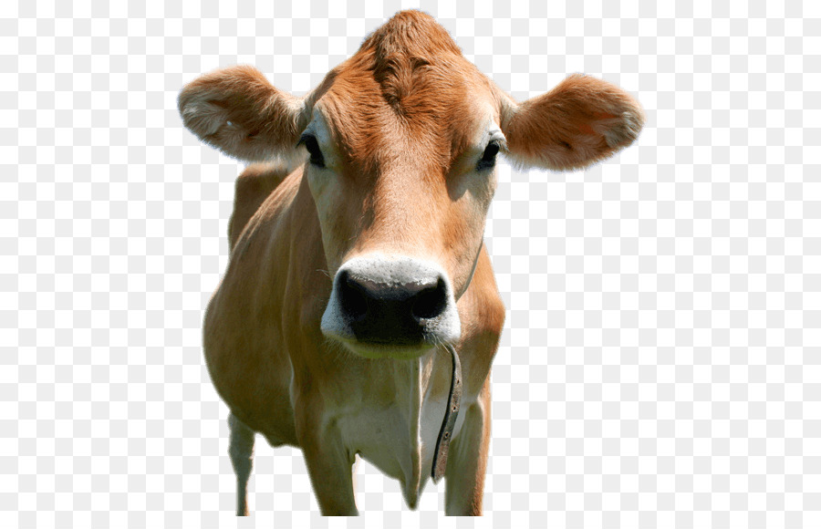 Brown Cow PNG - 154117