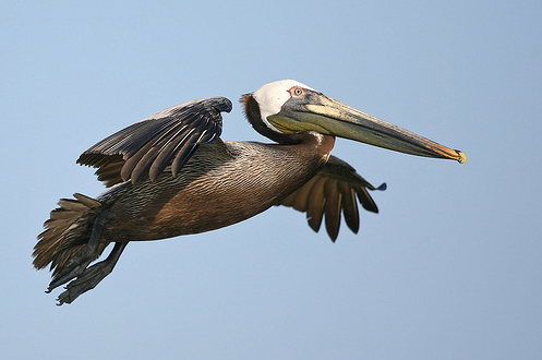 Brown Pelican PNG - 72321