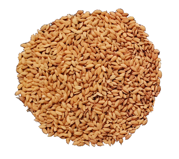 Brown Rice PNG - 166311