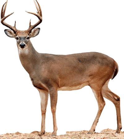 Buck Deer PNG - 143835