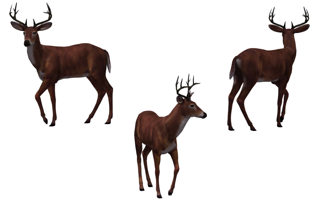 Buck Deer PNG - 143836