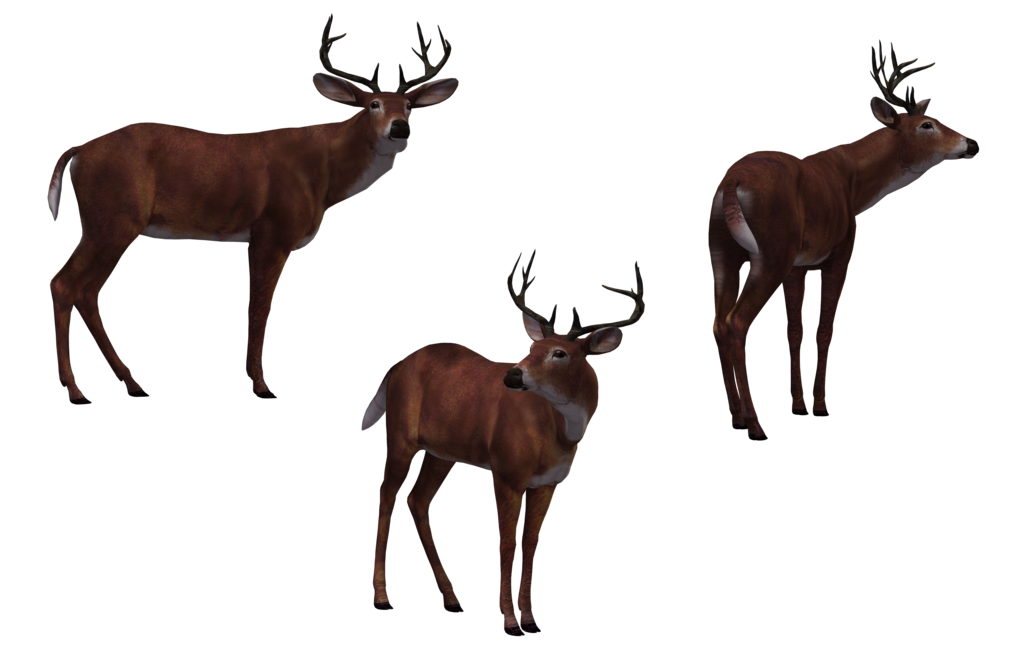 Buck Deer PNG - 143849