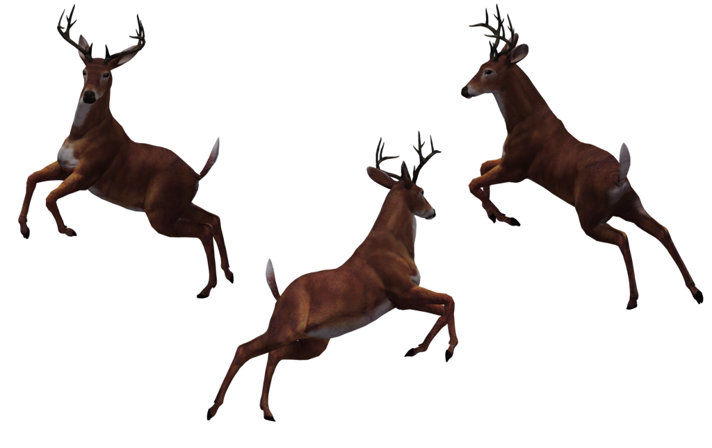 Buck Deer PNG - 143848