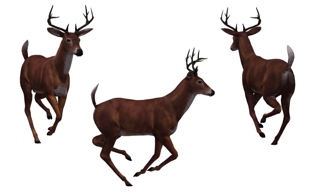 Buck Deer PNG - 143842