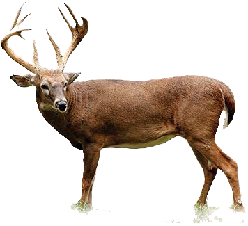 Buck Deer PNG