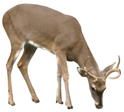 Buck Deer PNG - 143841