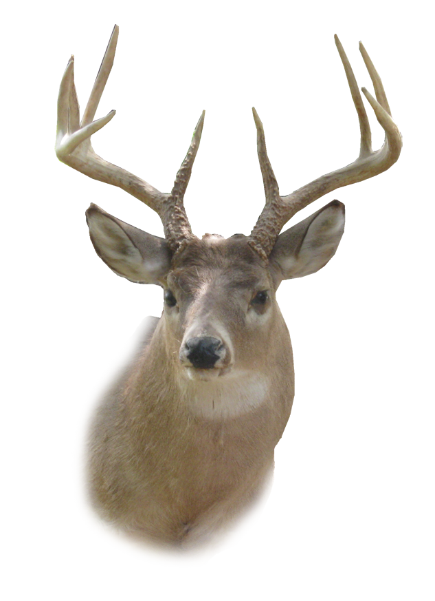 Buck Deer PNG - 143837