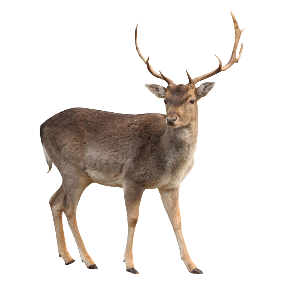 Free Clipart Of A buck deer #