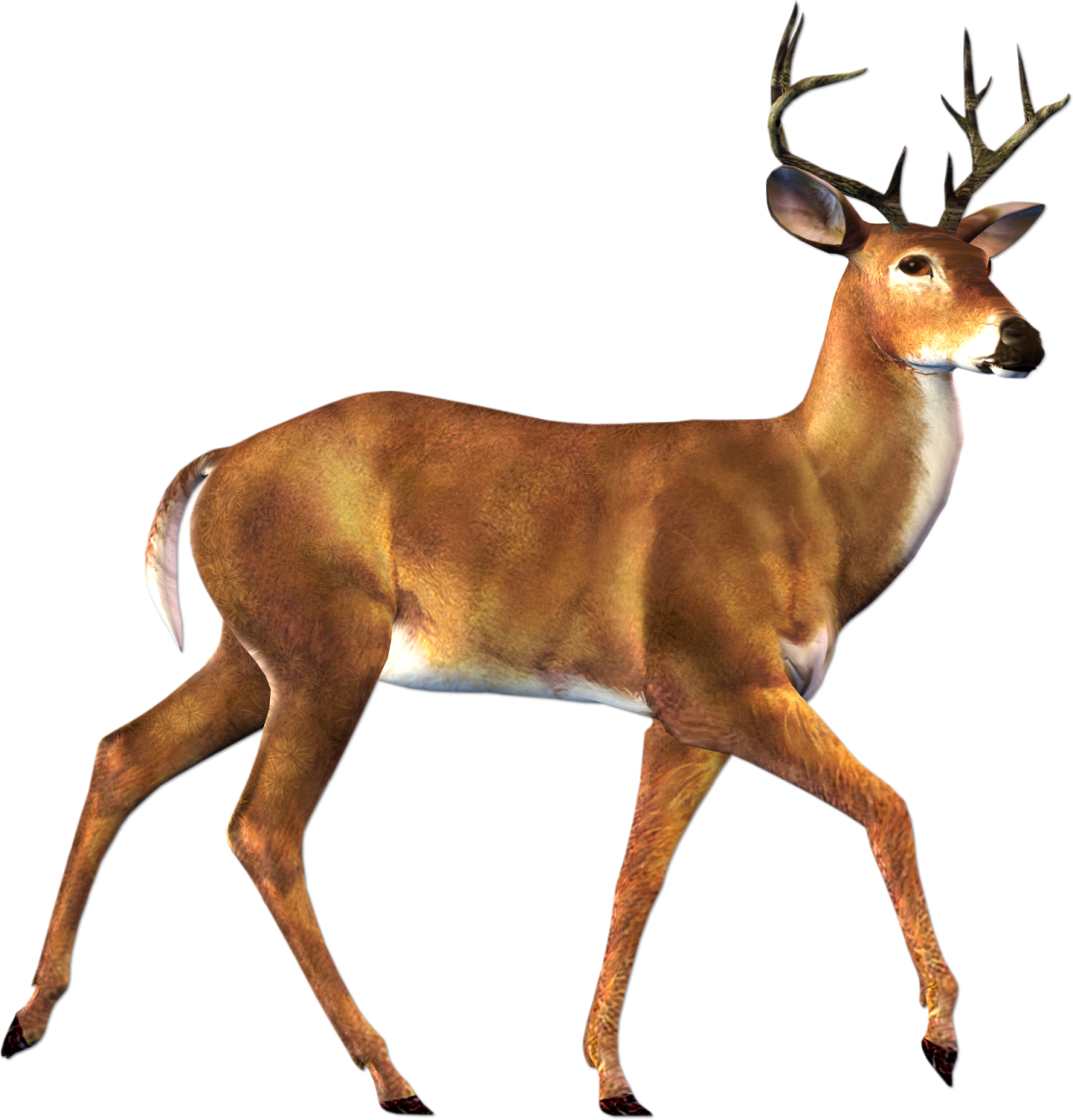 Buck Deer PNG - 143839