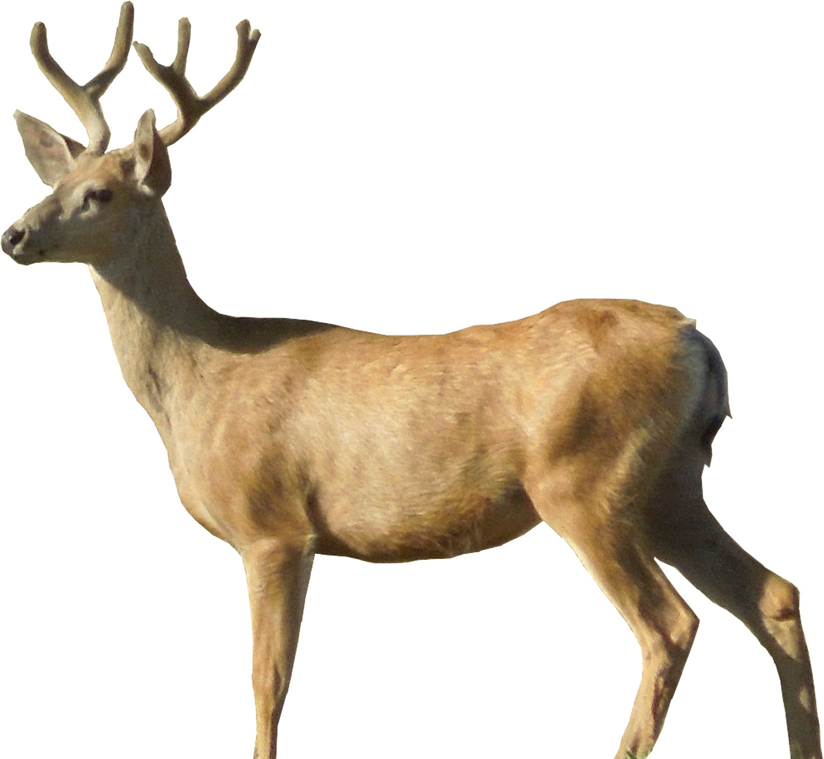 Buck Deer PNG - 143843