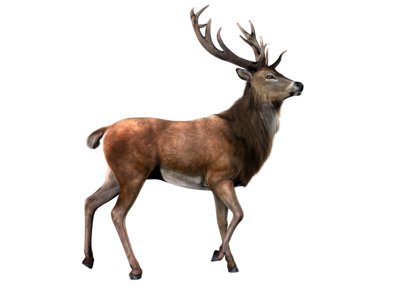 Buck Deer PNG - 143834
