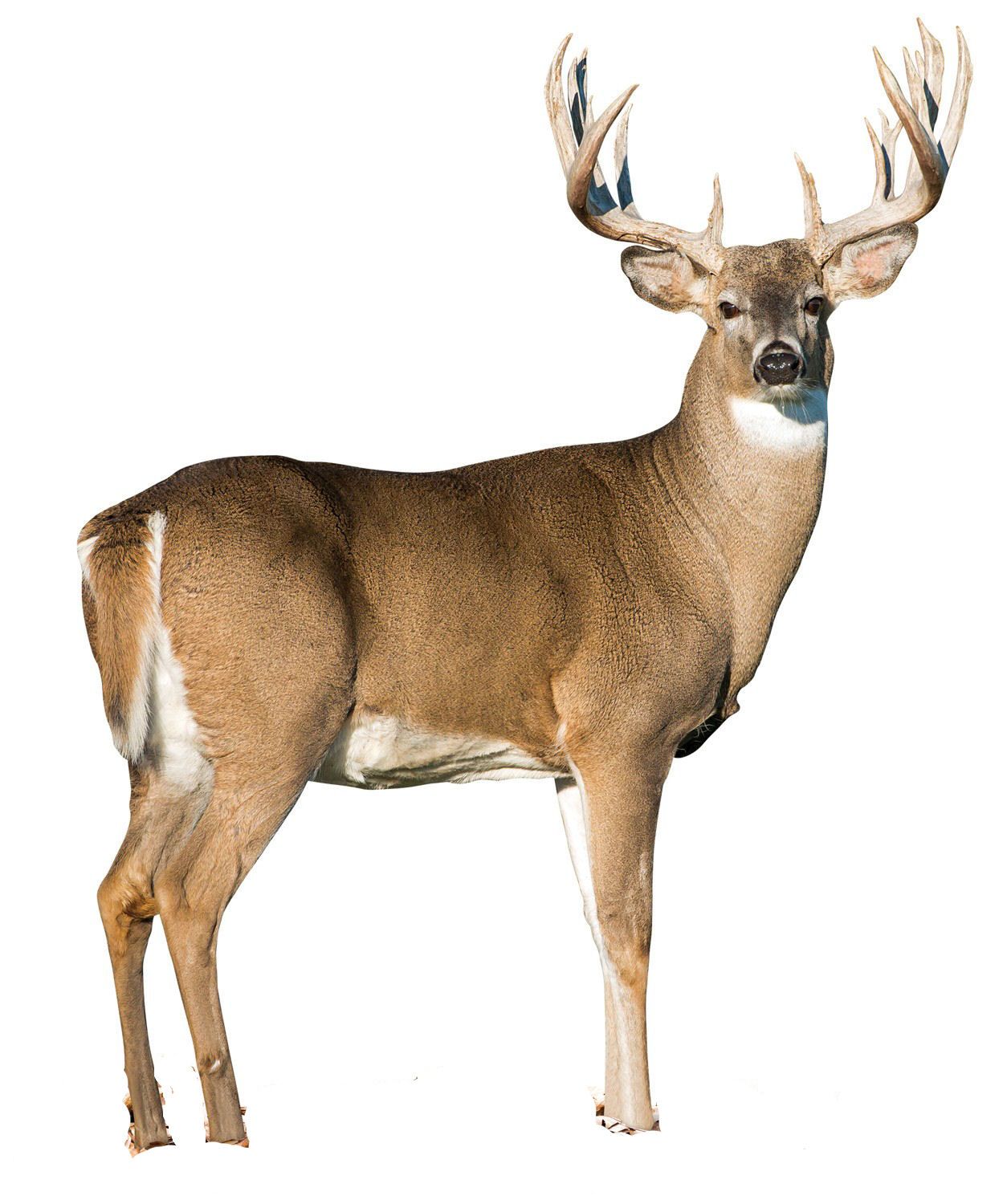 Buck Deer PNG - 143847