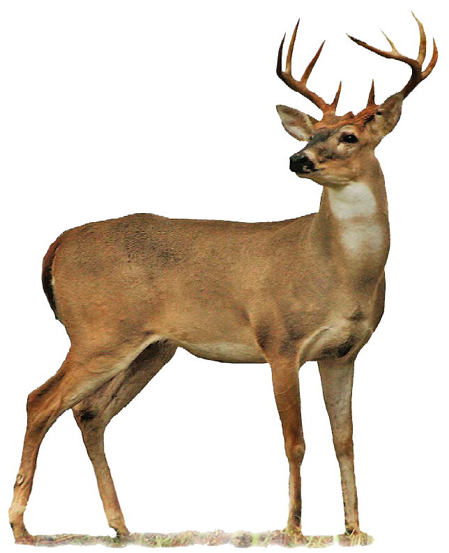 Free Clipart Of A buck deer #