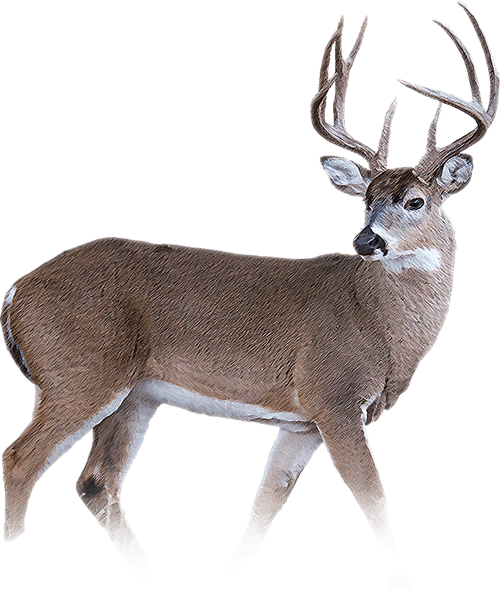 Buck Deer PNG - 143838