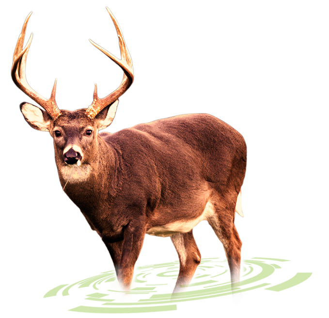 Buck Deer PNG - 143833