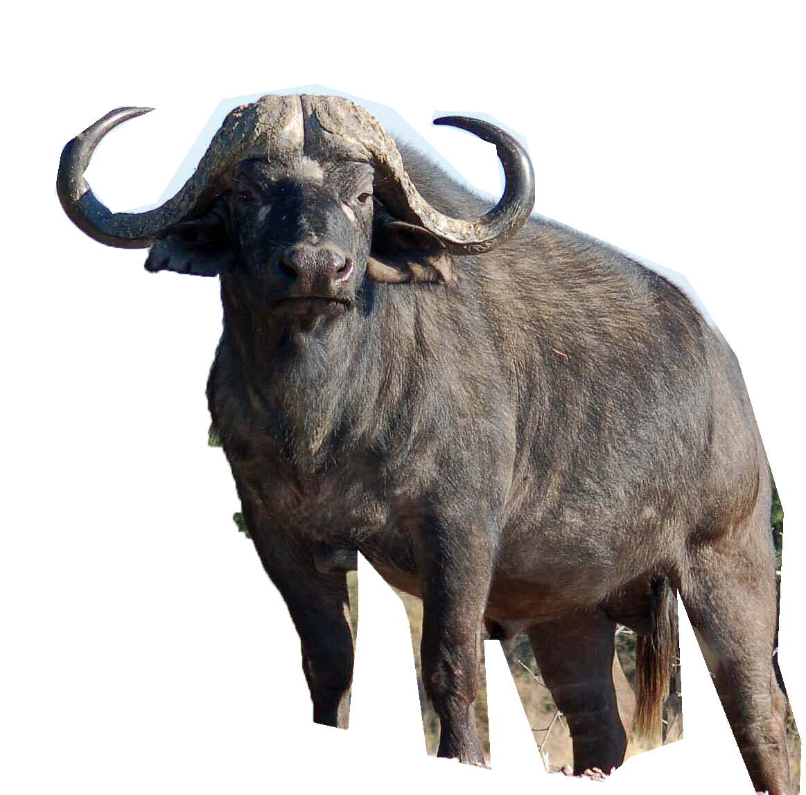 Africa-cape-buffalo.png