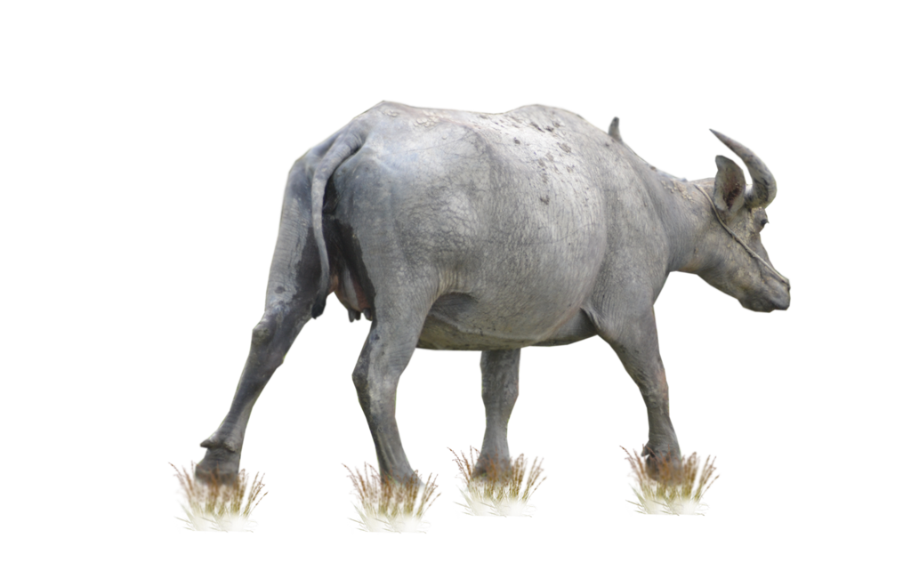 Buffalo Picture PNG Image