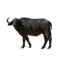 Bull PNG Transparent Image