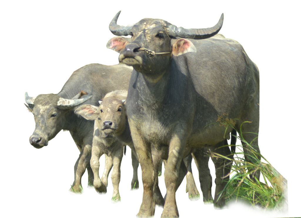 Buffalo ( Stock PNG ) by Cucu