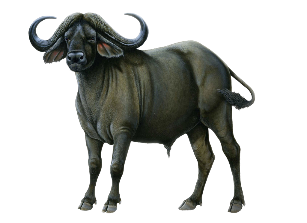 Buffalo ( Stock PNG ) by Cucu
