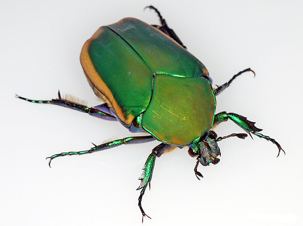 Collection of Bug HD PNG.